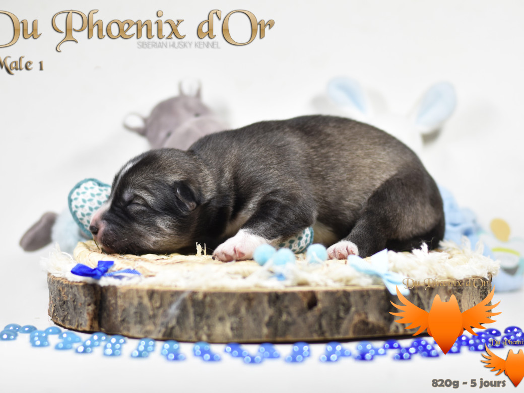 Picture of Vulcan du Phoenix d'or - Moon & Shiiro