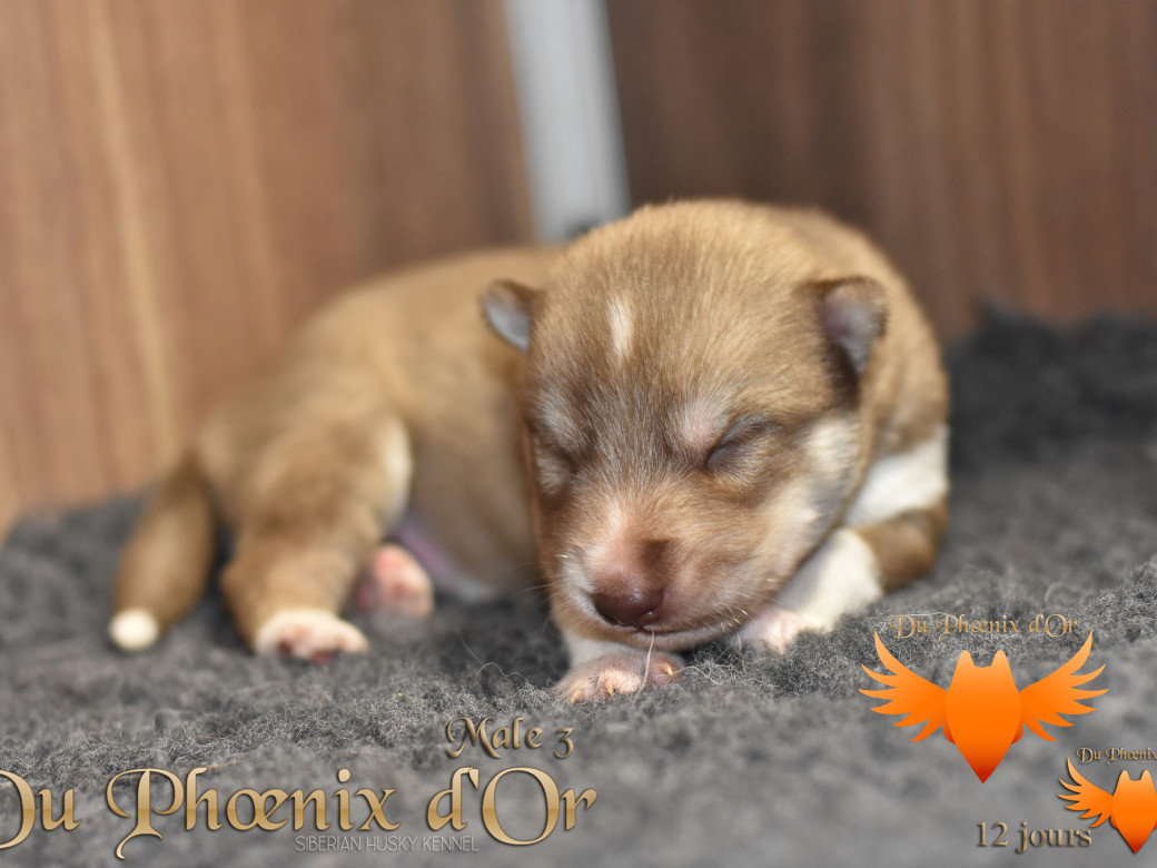 Picture of Veasley magic red du Phoenix d'or - Moon & Shiiro