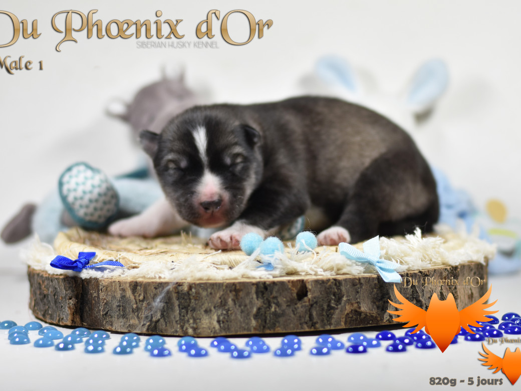 Picture of Vulcan du Phoenix d'or - Moon & Shiiro