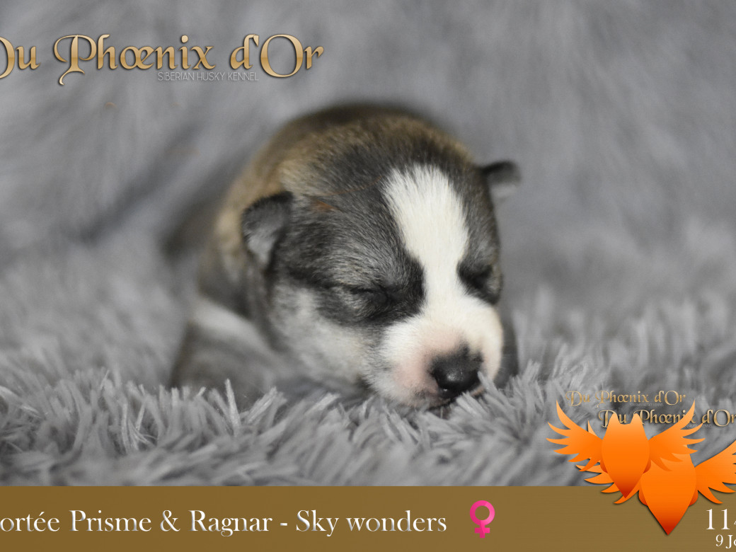 Picture of Sky Wonders du Phoenix d'or