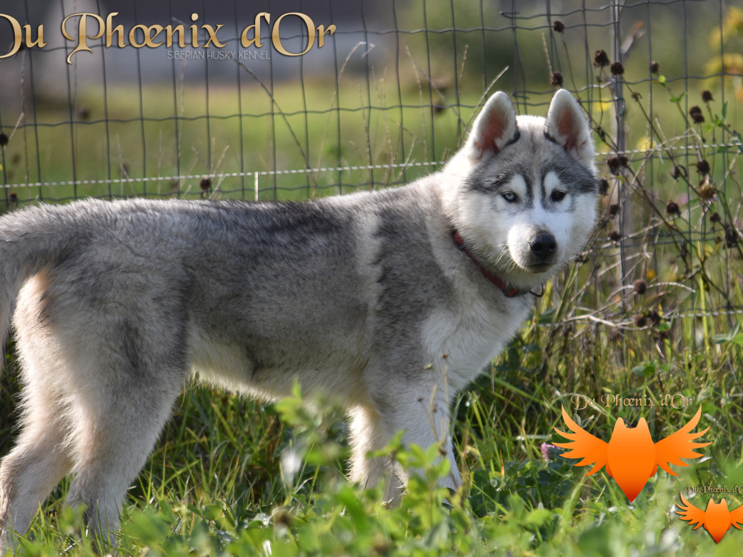 Picture of U never forget me du Phoenix d'or (Ustang)