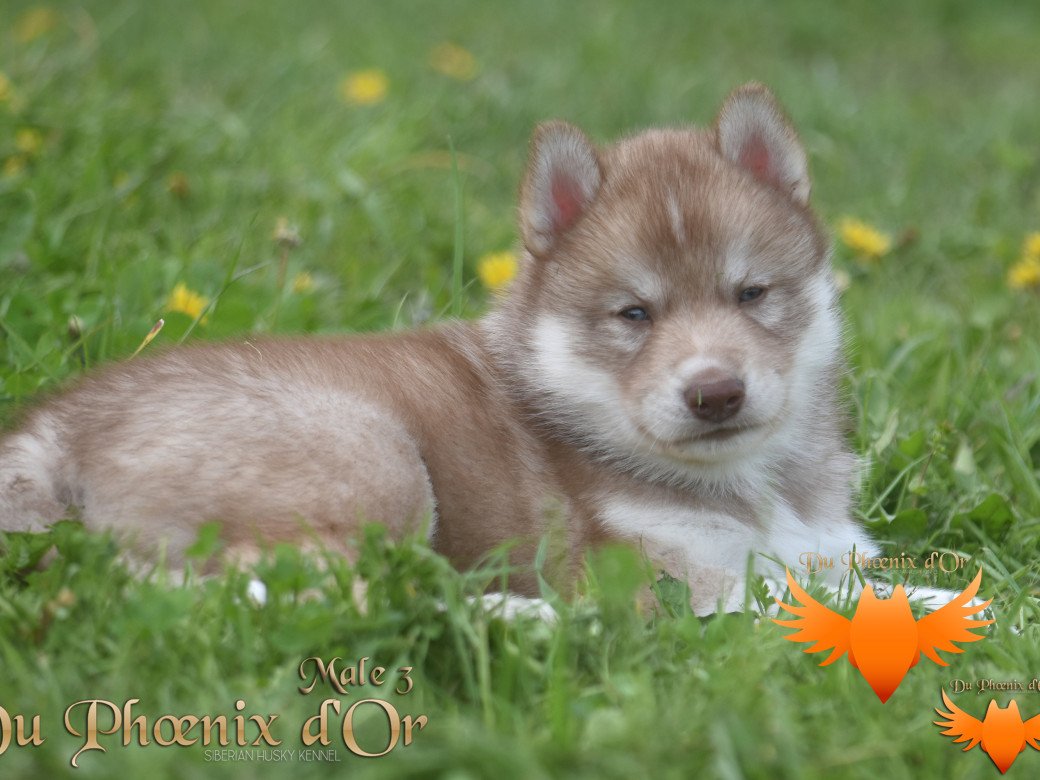 Picture of Veasley magic red du Phoenix d'or - Moon & Shiiro