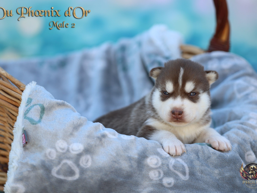 Photo 2 de Mâle 2 - Moon x Ultra (Mars 2026)