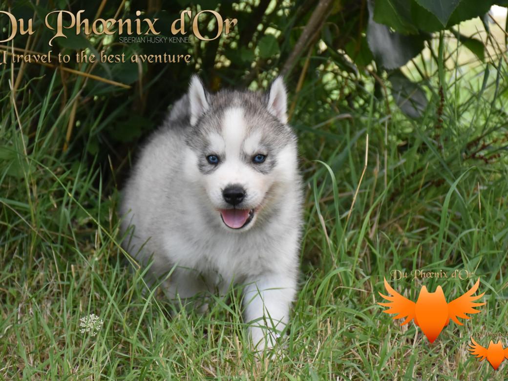Picture of U travel to the best aventure du Phoenix d'or
