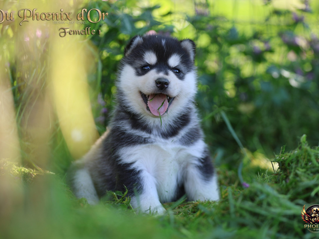 Picture of Femelle 1 - Shana x Unix (Mars 2026)