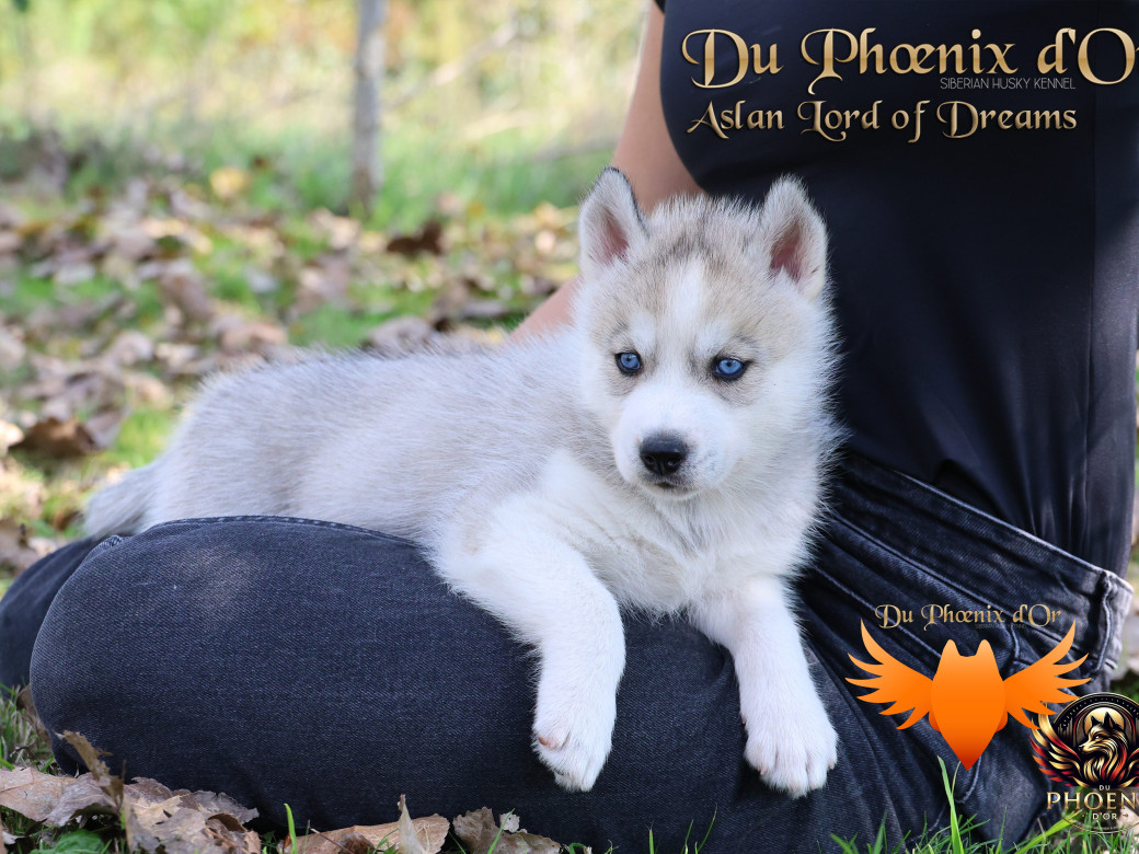 Photo 8 de Mâle 1 - Twilight x Yoshi (Août 2025)