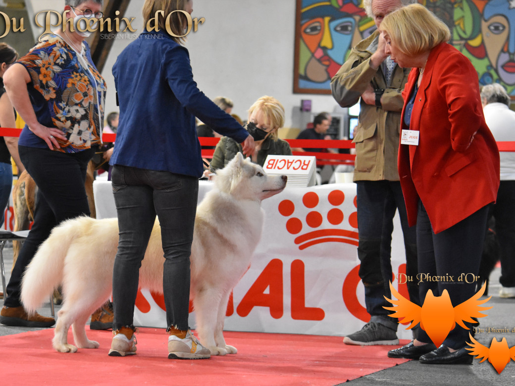 Picture of Shiiro Hokori du Phoenix d'or