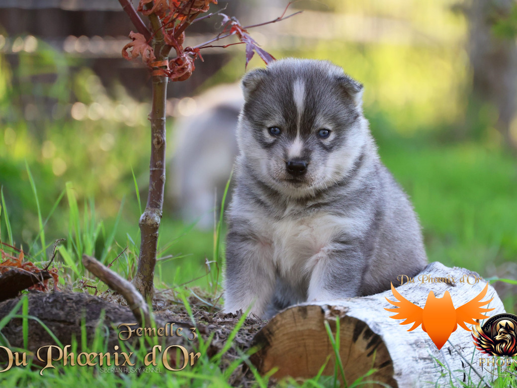 Picture of Femelle 3 - Sweetie x Toruk (Septembre 2025)