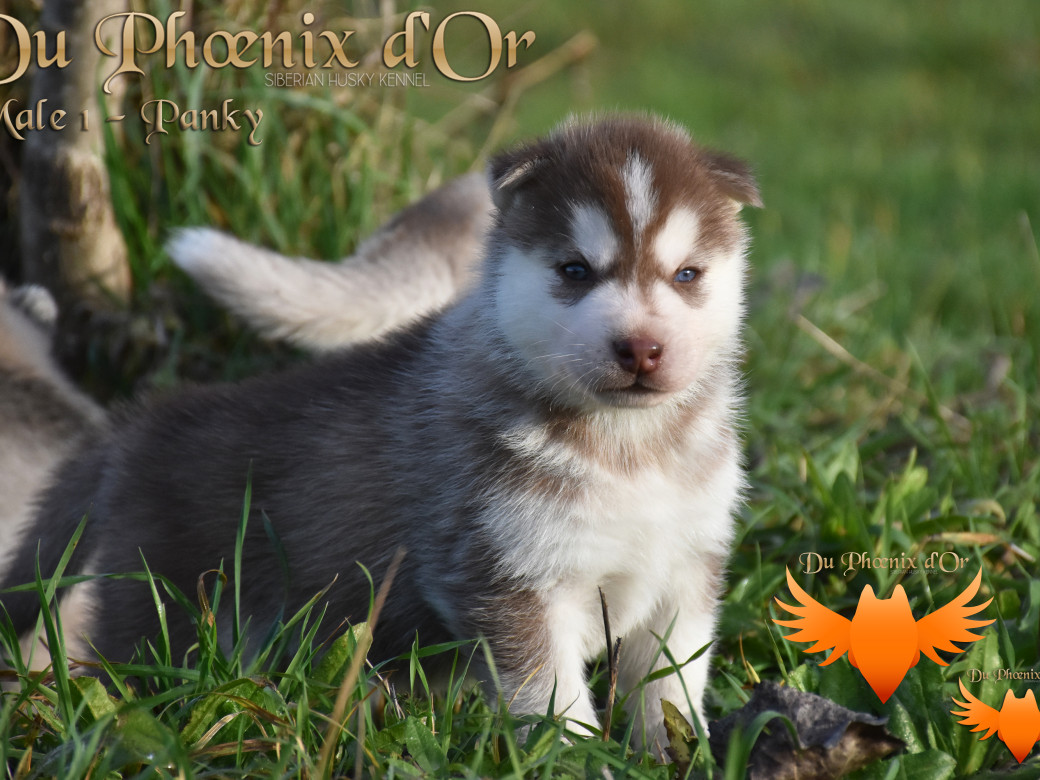 Picture of Unfinity milk chocolate du Phoenix d'or