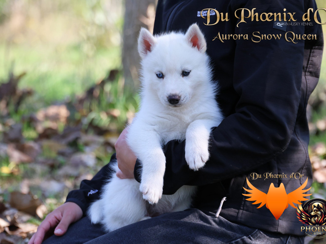 Photo 8 de Femelle 1 - Twilight x Yoshi (Août 2025)