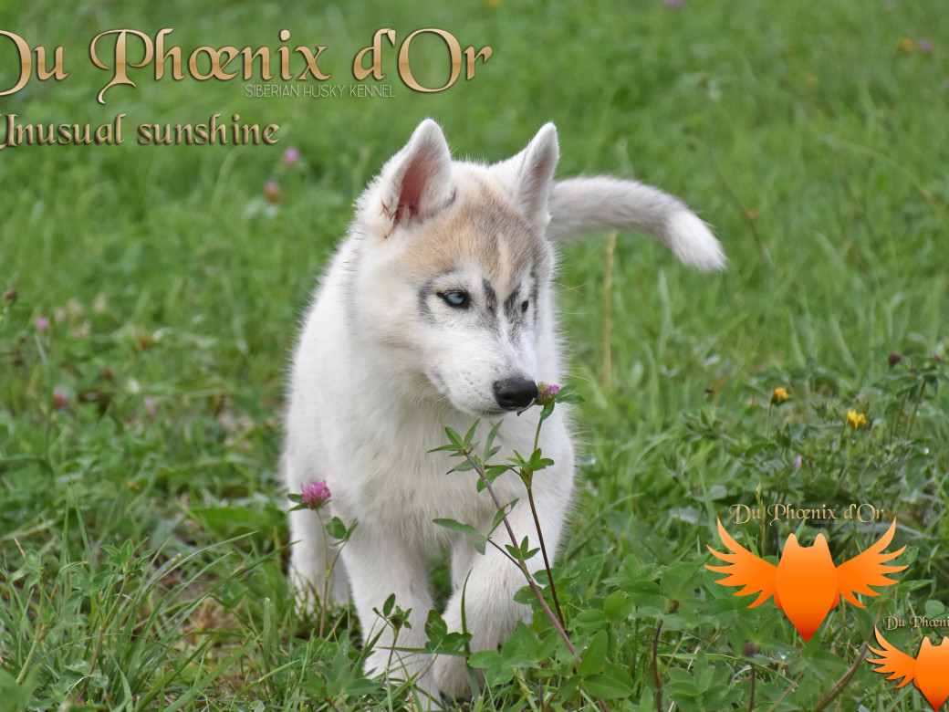 Picture of Unusual Sunshine du Phoenix d'or