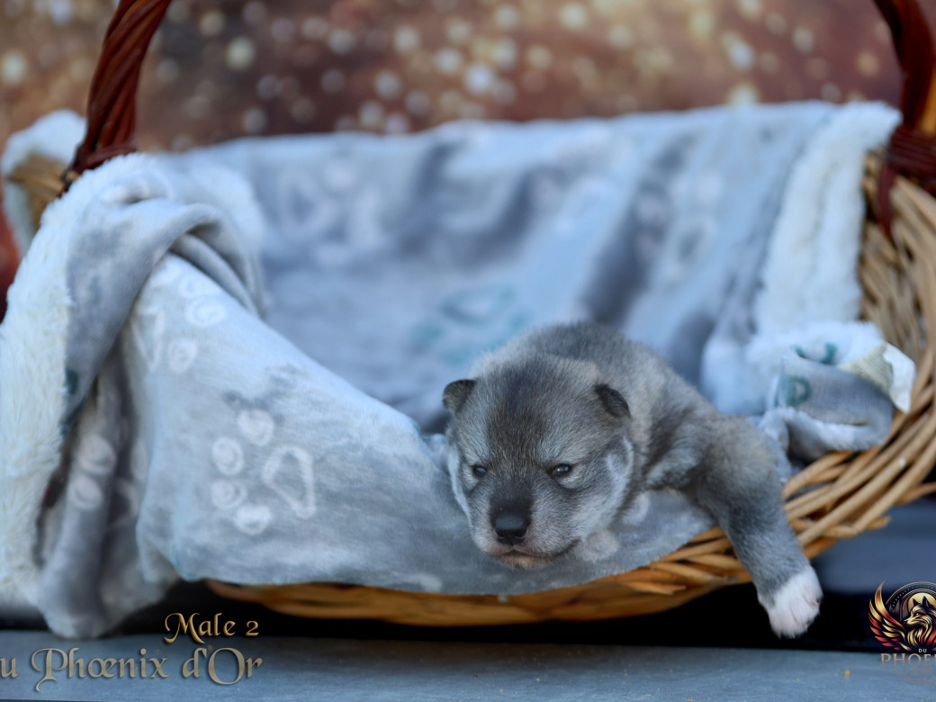 Photo 28 de Mâle 2 - Serena x Ragnar (Février 2026)