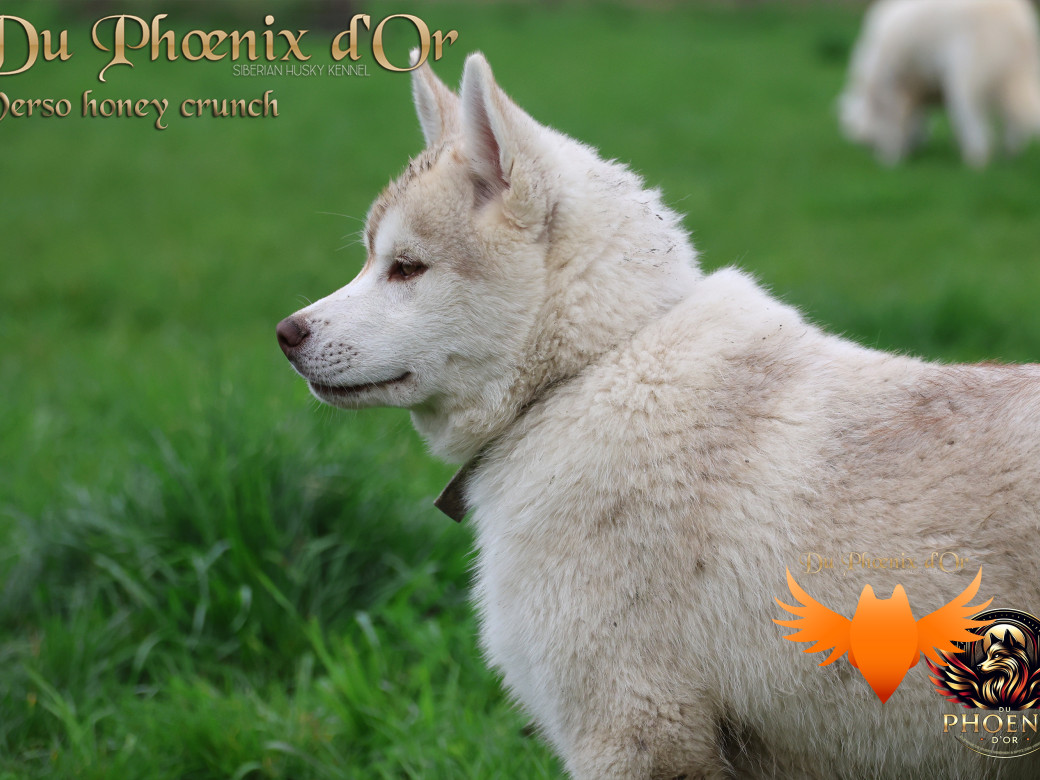 Picture of Verso - PANDORA & MOKY (Décembre 2024)