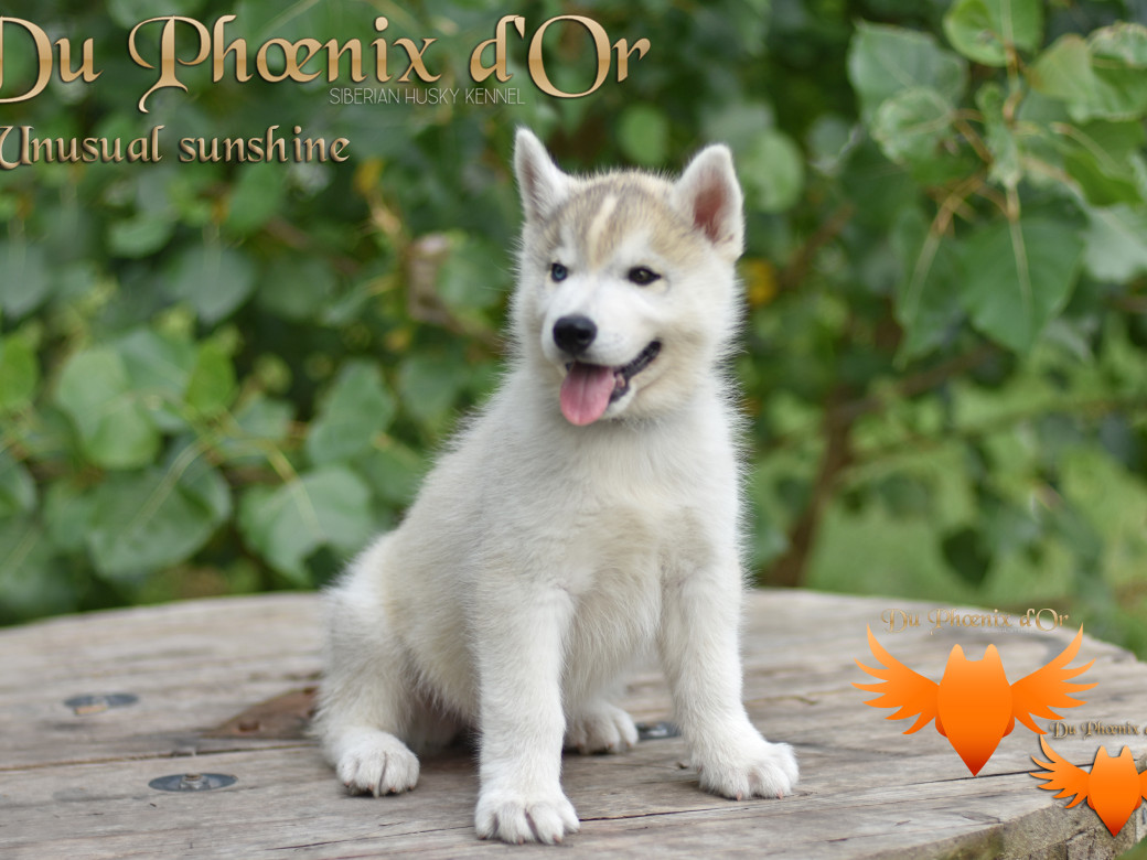 Picture of Unusual Sunshine du Phoenix d'or
