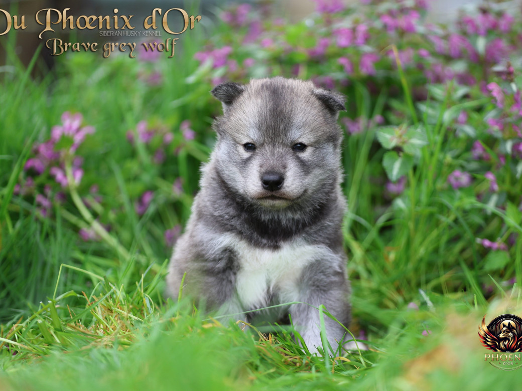 Photo 21 de Mâle 2 - Serena x Ragnar (Février 2026)