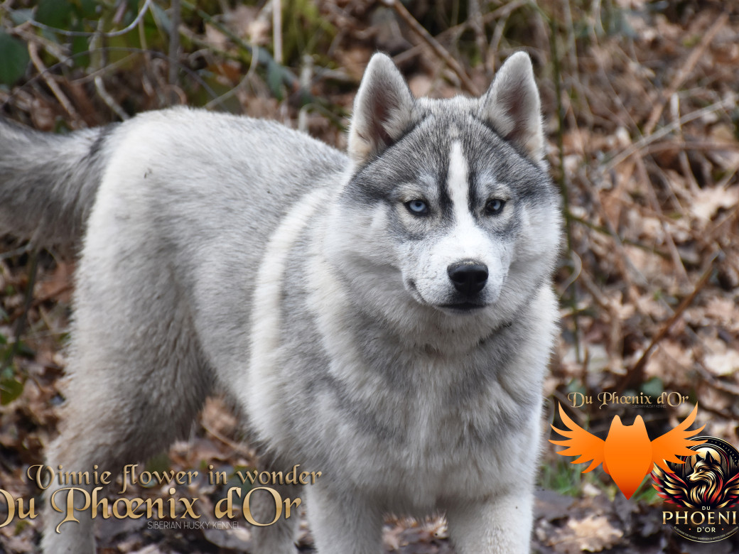 Picture of Vinnie flower in wonder du Phoenix d'or - Ruruk