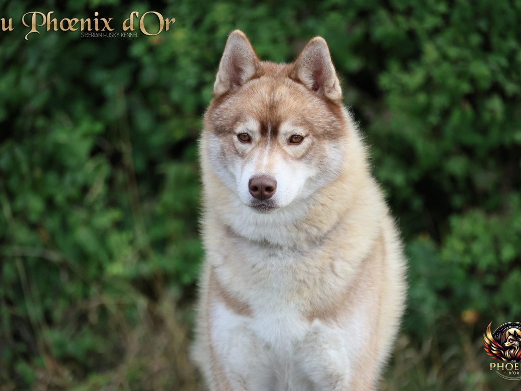 Photo 4 de Unix ultime touch the stars Du Phoenix D'Or