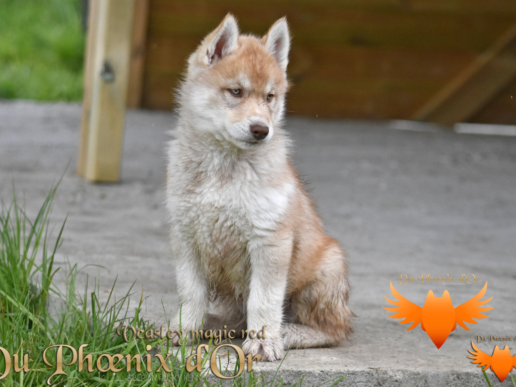 Picture of Veasley magic red du Phoenix d'or - Moon & Shiiro