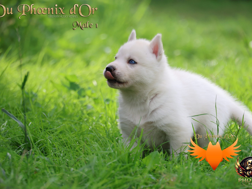Photo 20 de Mâle 2 - Twilight x Yoshi (Août 2025)