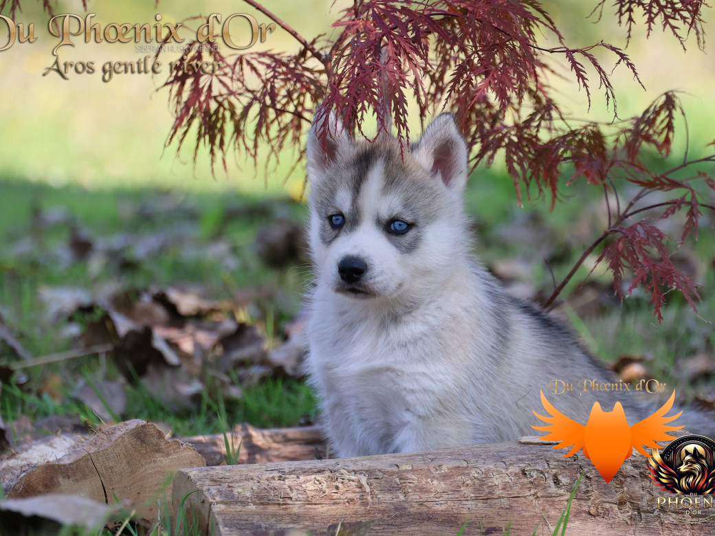 Photo 14 de Mâle 4 - Twilight x Yoshi (Août 2025)