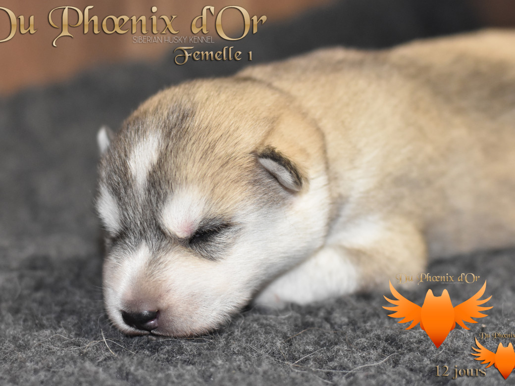 Picture of Vicky du Phoenix d'or - Moon & Shiiro