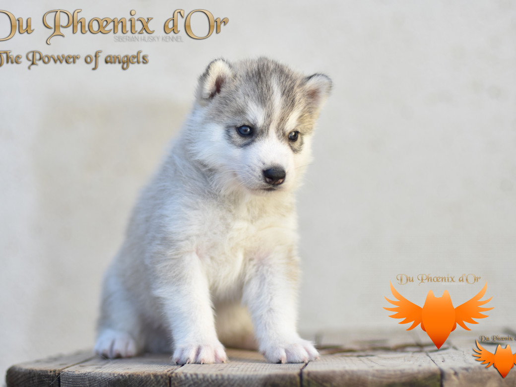 Photo 8 de The power of angels