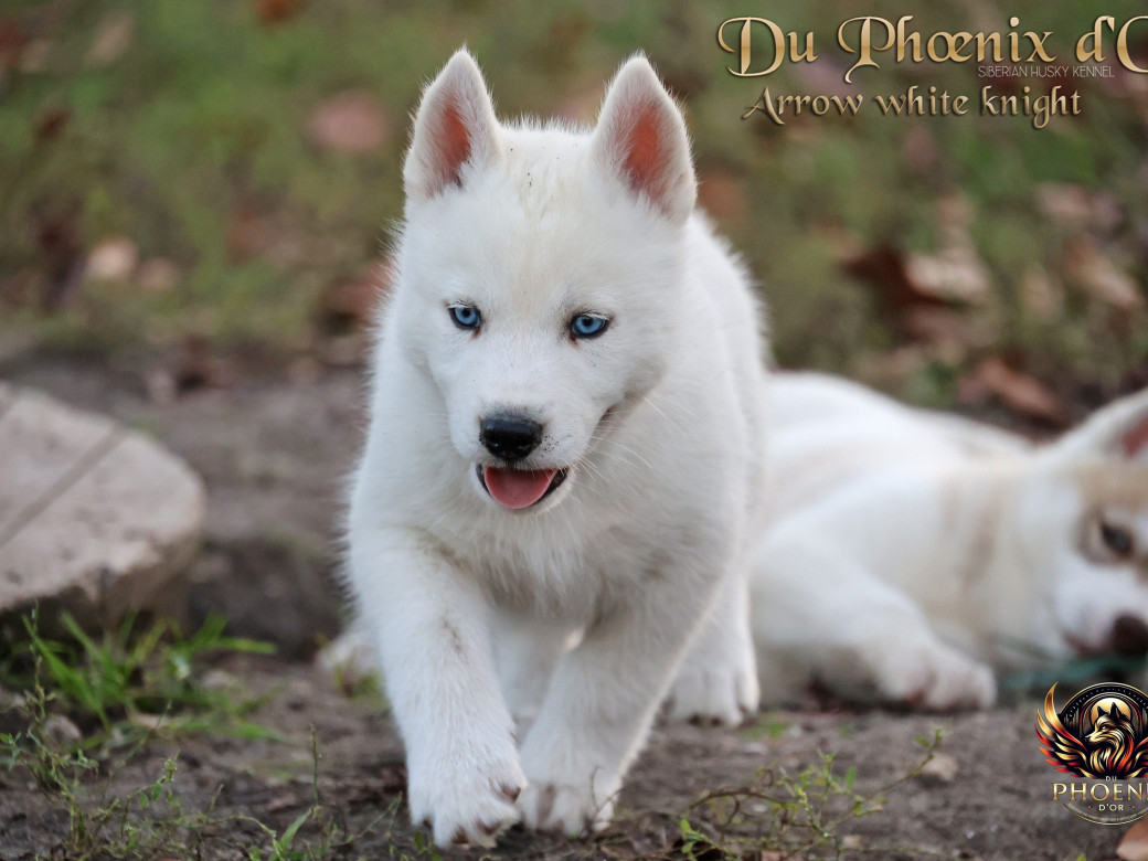 Photo 21 de Mâle 2 - Twilight x Yoshi (Août 2025)