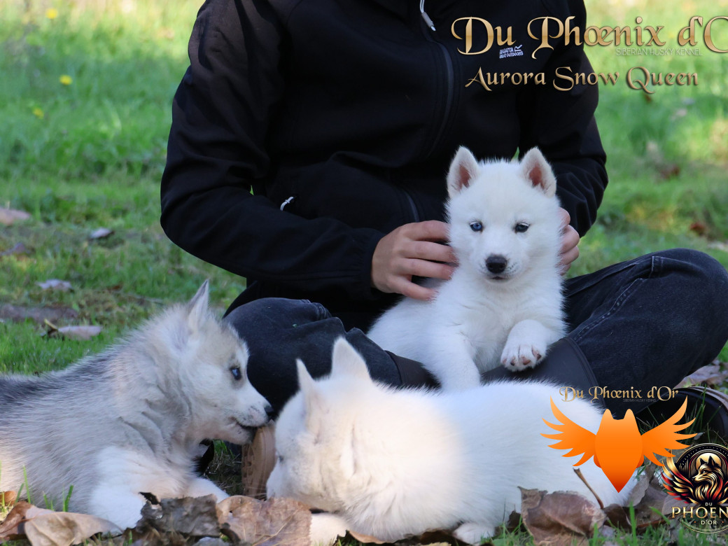 Photo 13 de Femelle 1 - Twilight x Yoshi (Août 2025)