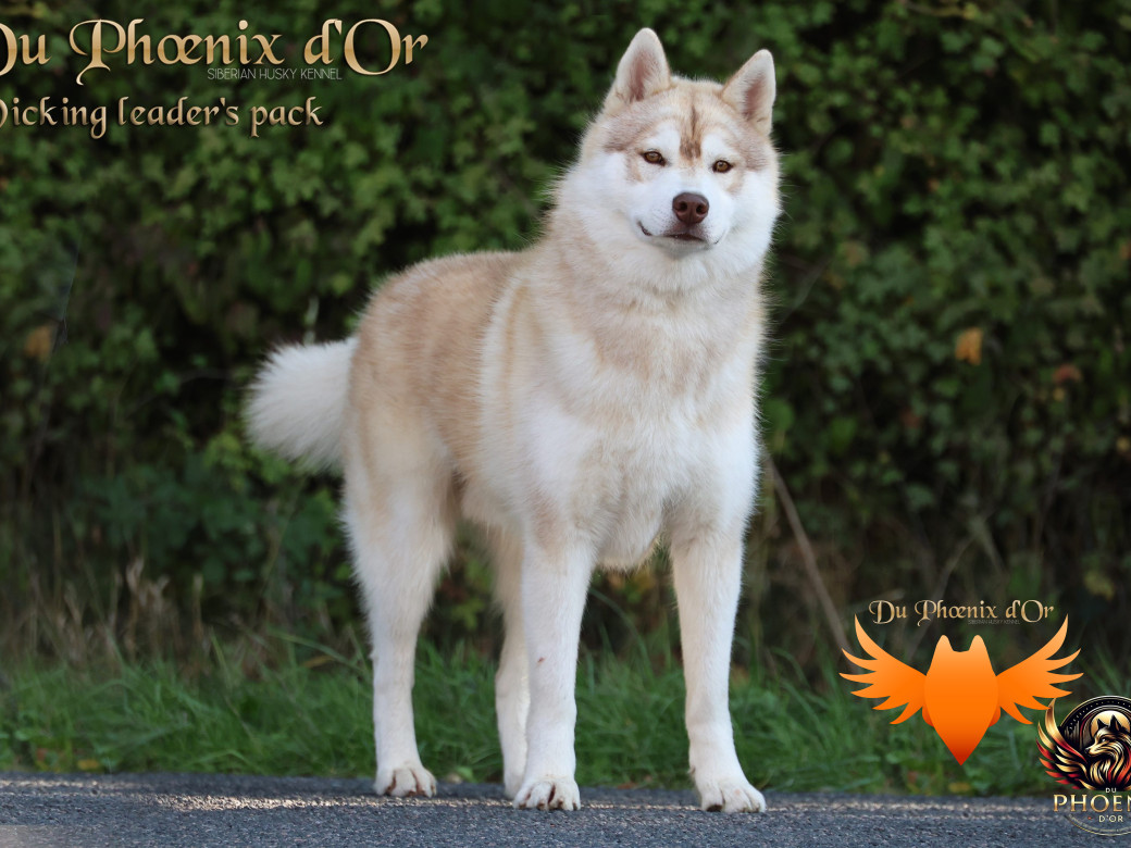Photo 5 de Viking leader's pack - Portée Serena et Moky