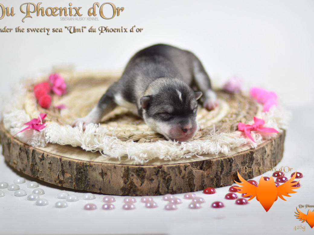 Picture of Under the sweety sea "Umi" du Phoenix d'or