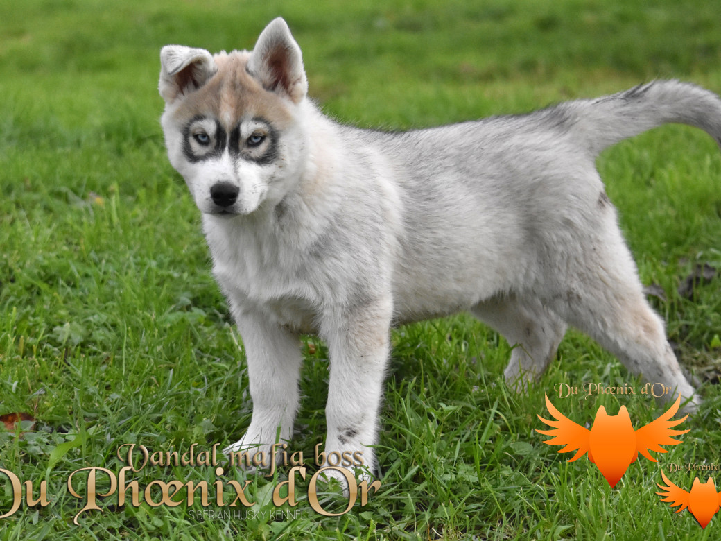 Picture of Vandal mafia boss du Phoenix d'or - Priprou