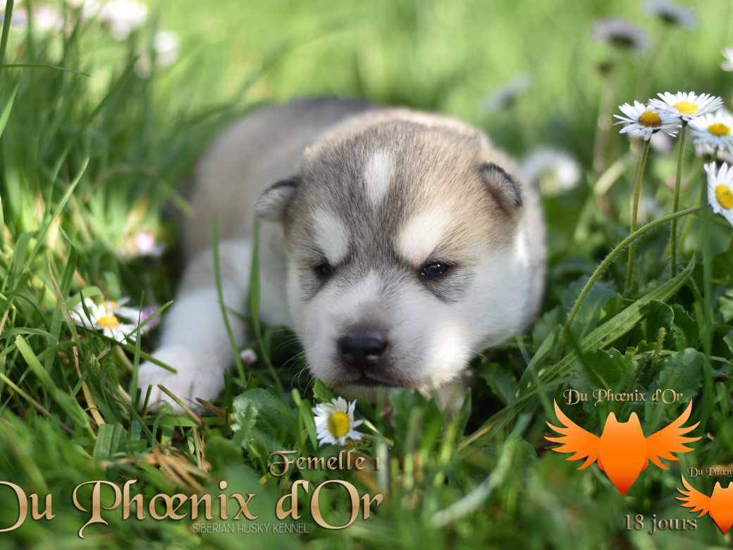 Picture of Vicky du Phoenix d'or - Moon & Shiiro