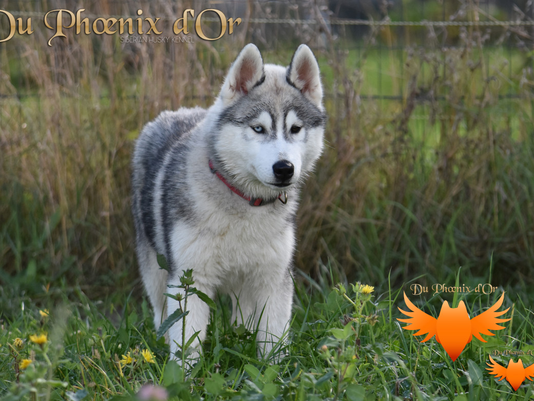 Picture of U never forget me du Phoenix d'or (Ustang)