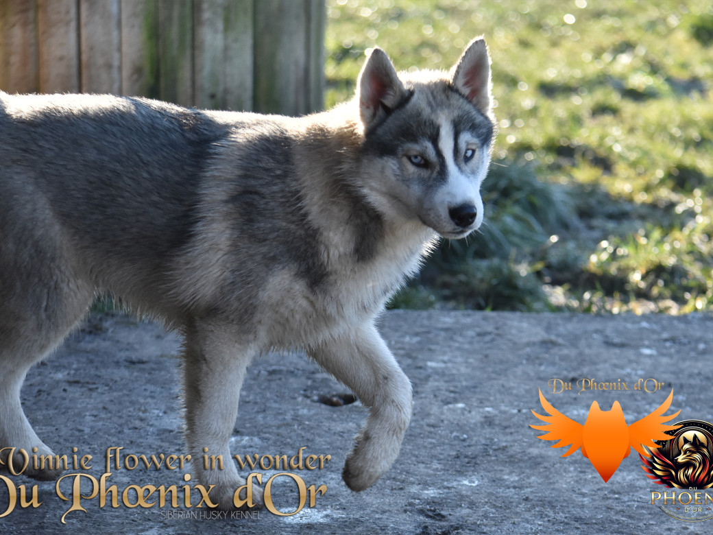 Picture of Vinnie flower in wonder du Phoenix d'or - Ruruk