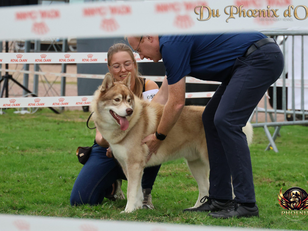 Photo 12 de Unix ultime touch the stars Du Phoenix D'Or