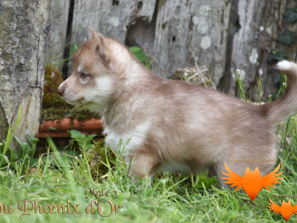 Picture of Veasley magic red du Phoenix d'or - Moon & Shiiro