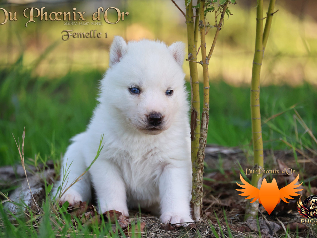 Photo 22 de Femelle 1 - Twilight x Yoshi (Août 2025)