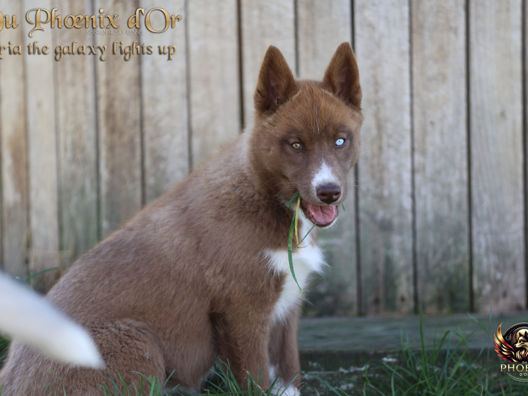 Photo 13 de Femelle 4 - Taïga x Ultra (Août 2025)