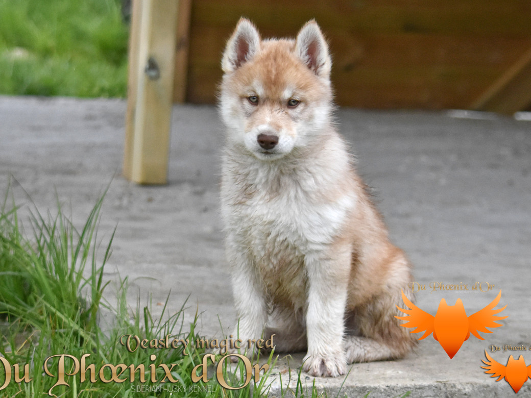 Picture of Veasley magic red du Phoenix d'or - Moon & Shiiro