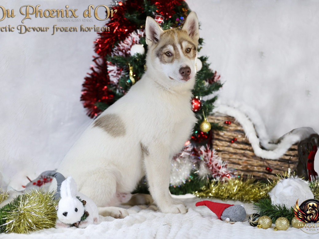 Photo 17 de Mâle 1 - Taïga x Ultra (Août 2025)