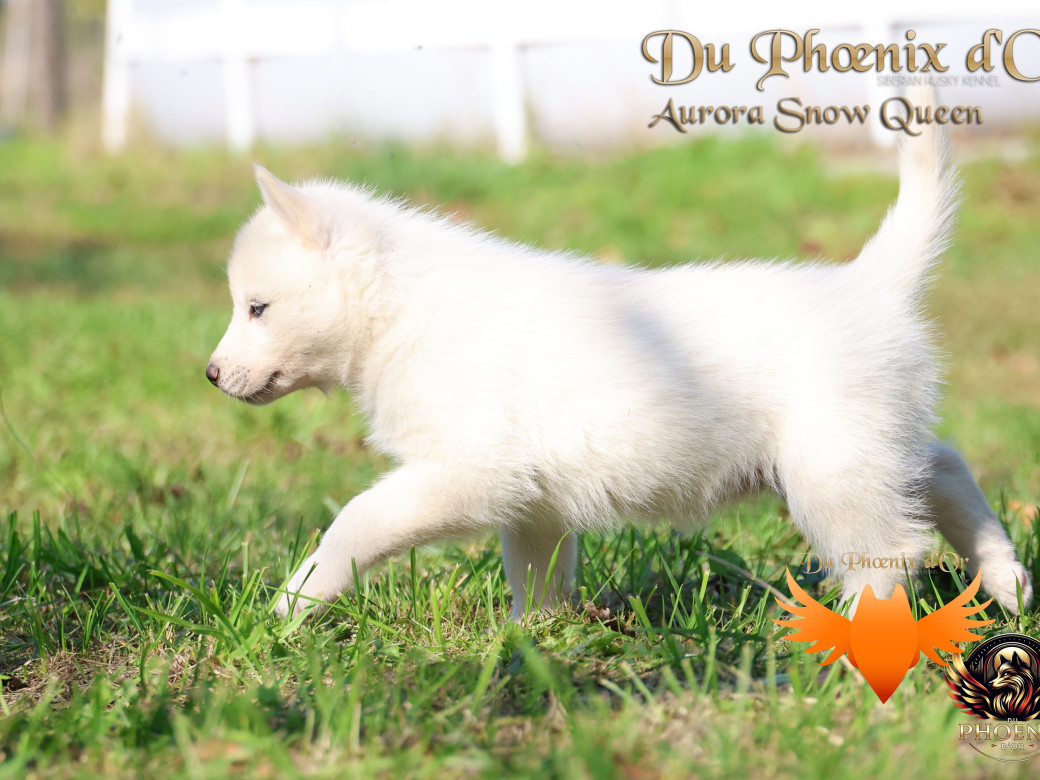 Photo 12 de Femelle 1 - Twilight x Yoshi (Août 2025)