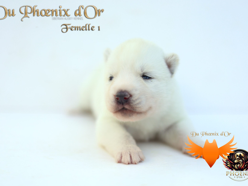 Photo 24 de Femelle 1 - Twilight x Yoshi (Août 2025)