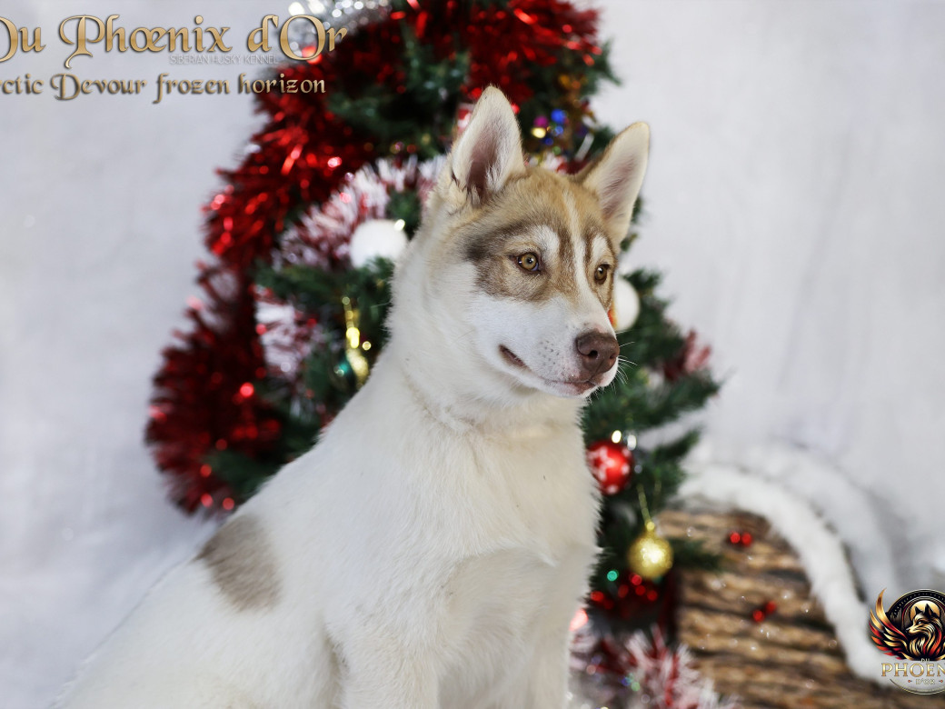 Photo 19 de Mâle 1 - Taïga x Ultra (Août 2025)