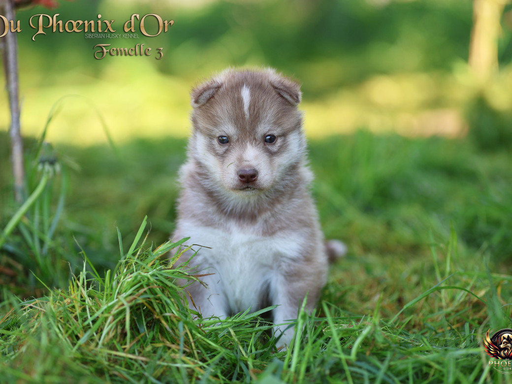 Picture of Femelle 3 - Shana x Unix (Mars 2026)