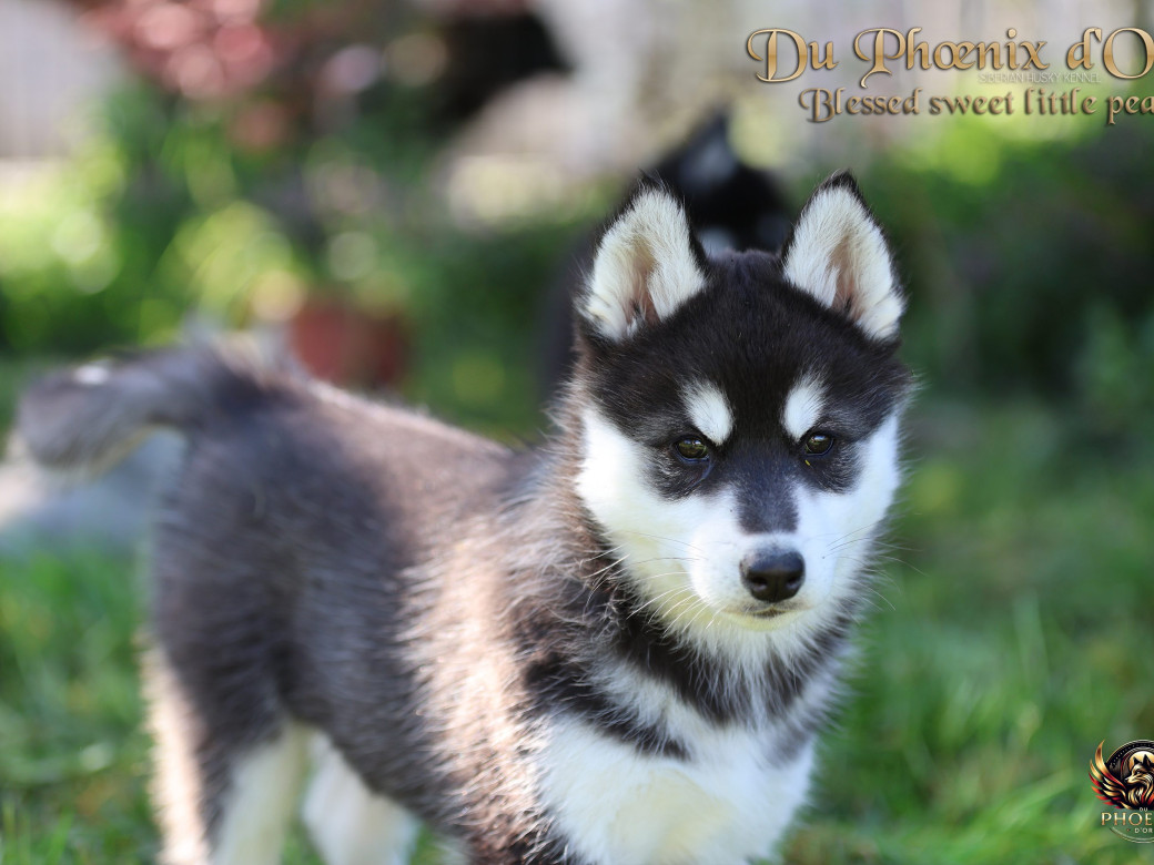 Photo 4 de Femelle 2 - Serena x Ragnar (Février 2026)