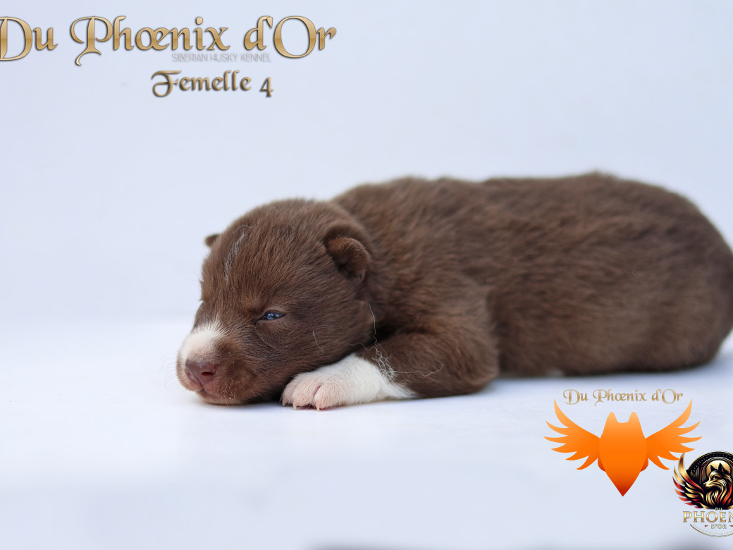 Photo 19 de Femelle 4 - Taïga x Ultra (Août 2025)