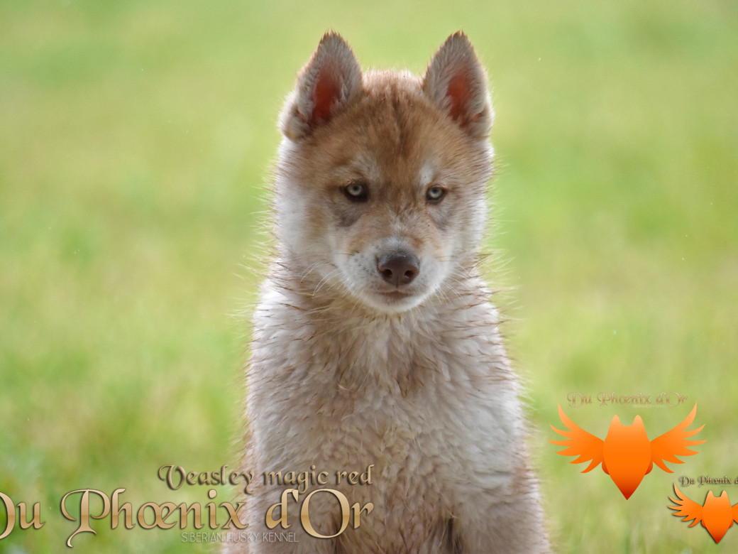 Picture of Veasley magic red du Phoenix d'or - Moon & Shiiro