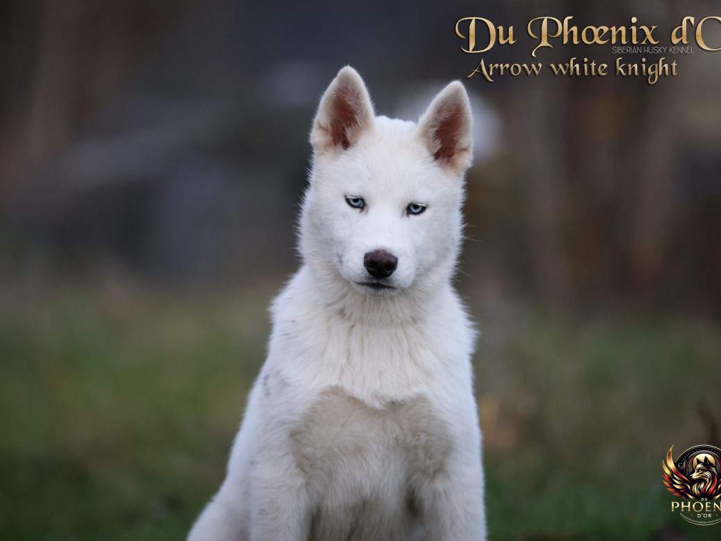 Photo 16 de Mâle 2 - Twilight x Yoshi (Août 2025)