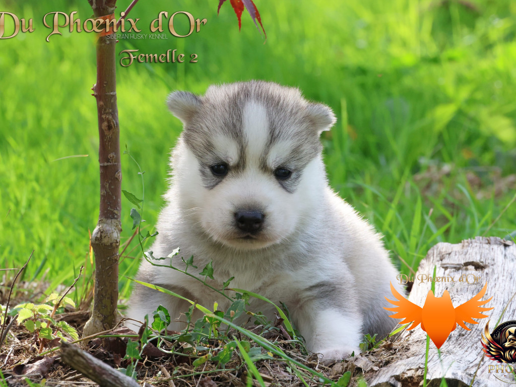 Photo 5 de Femelle 2 - Sweetie x Toruk (Septembre 2025)