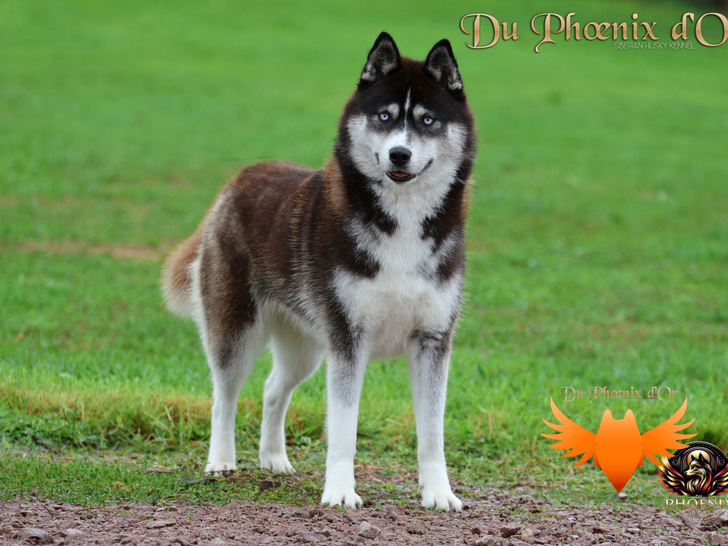 Photo 3 de Uncover black pearl